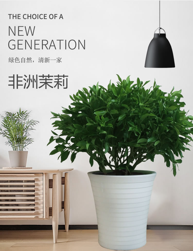 北京綠植租賃公司-學(xué)會(huì)這7個(gè)小技巧