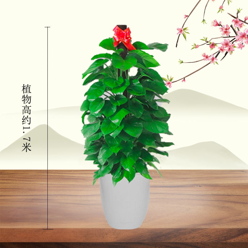 北京花卉公司夏天這樣養(yǎng)護(hù)植物