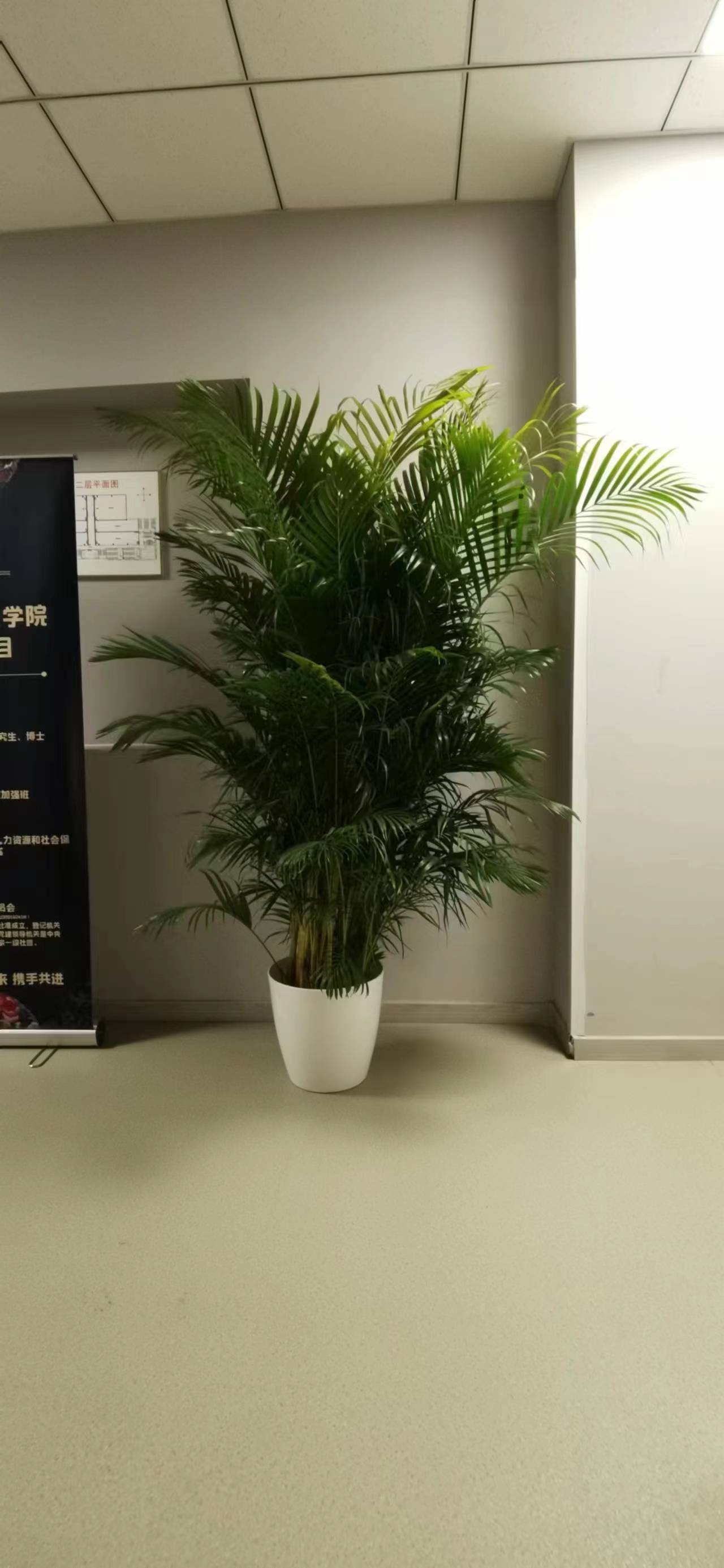 北京綠植租擺公司-虎皮蘭的養(yǎng)護(hù)知識(shí)