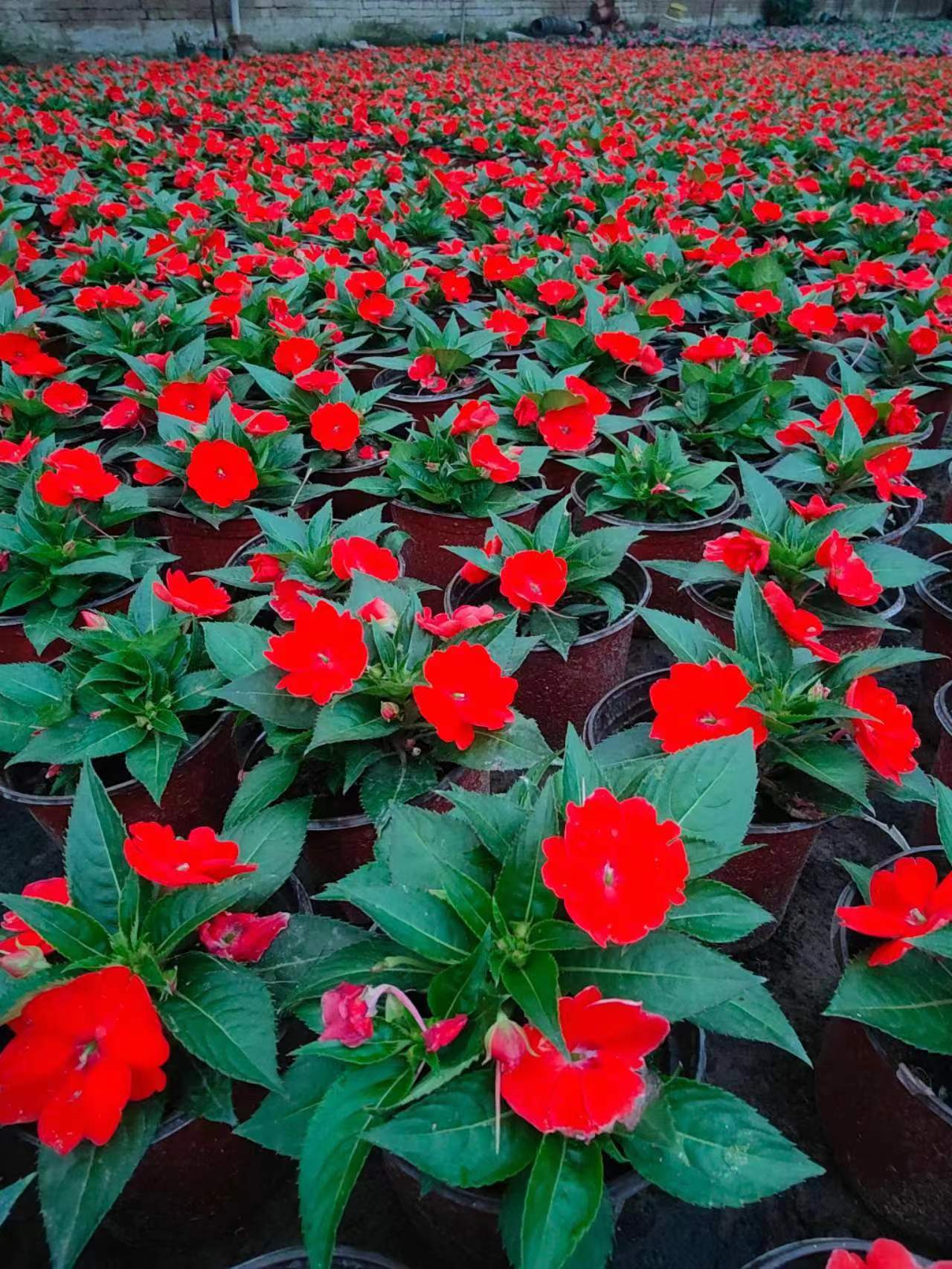 北京園林庭院綠植種植養(yǎng)護(hù)的七個(gè)技巧